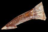 Fossil Sawfish (Onchopristis) Rostral Barb- Morocco #106445-1